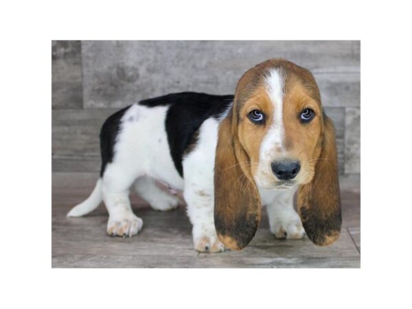 Basset Hound-Dog-Male-Black Tan / White-26522-Petland Phoenix, Arizona