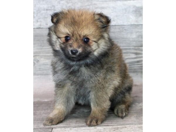 Pomeranian-Dog-Female-Red Sable-26554-Petland Phoenix, Arizona