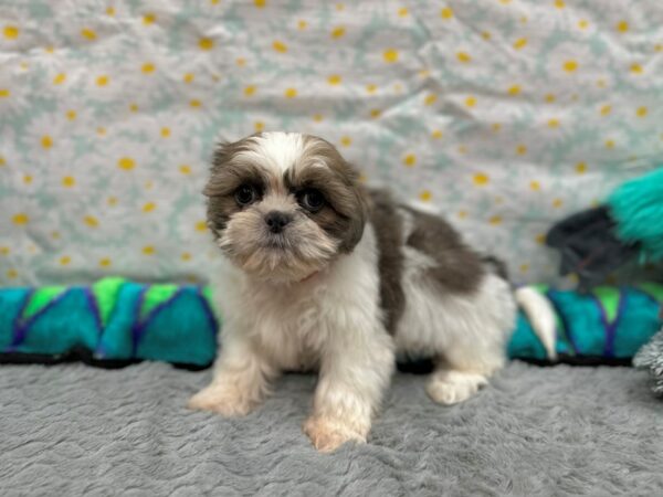 Shih Tzu-Dog-Female-Gold / White-26537-Petland Phoenix, Arizona