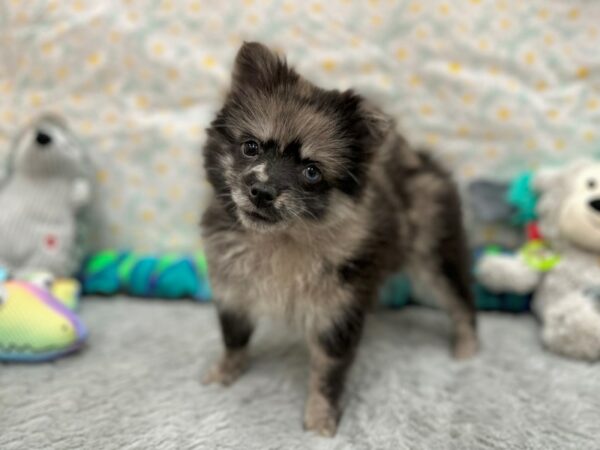 Pomeranian-Dog-Female-Merle-26527-Petland Phoenix, Arizona