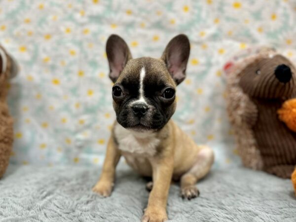 French Bulldog-Dog-Female-Fawn-26483-Petland Phoenix, Arizona