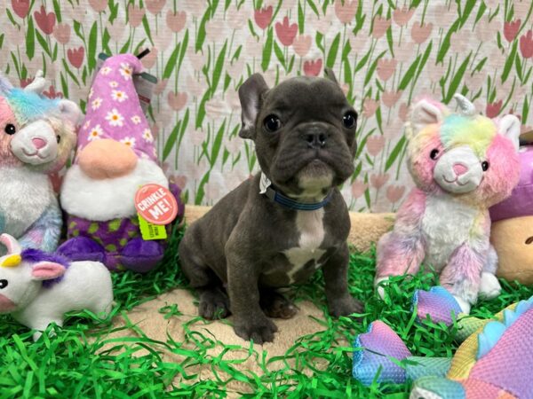 French Bulldog-Dog-Male-Blue-26560-Petland Phoenix, Arizona