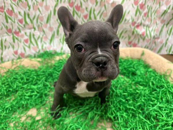 French Bulldog-Dog-Male-Blue-26495-Petland Phoenix, Arizona