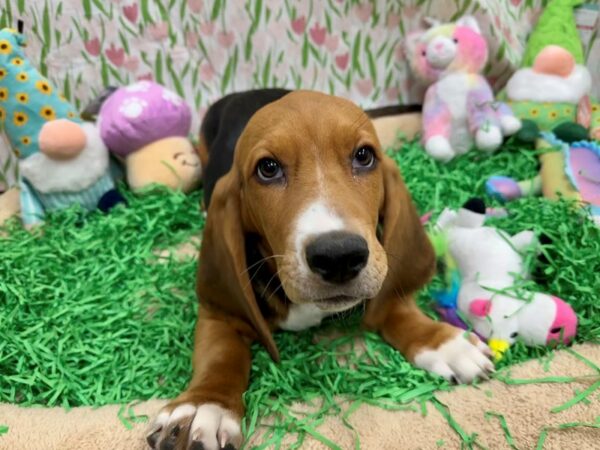 Basset Hound-Dog-Male-Black Tan and White-26488-Petland Phoenix, Arizona