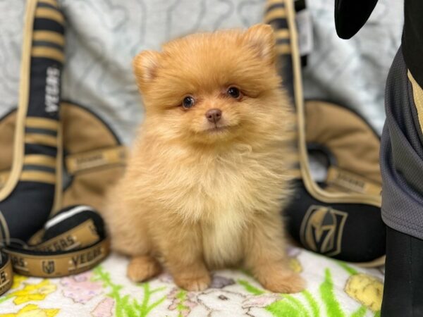 Pomeranian-Dog-Male-Red Sable-26589-Petland Phoenix, Arizona