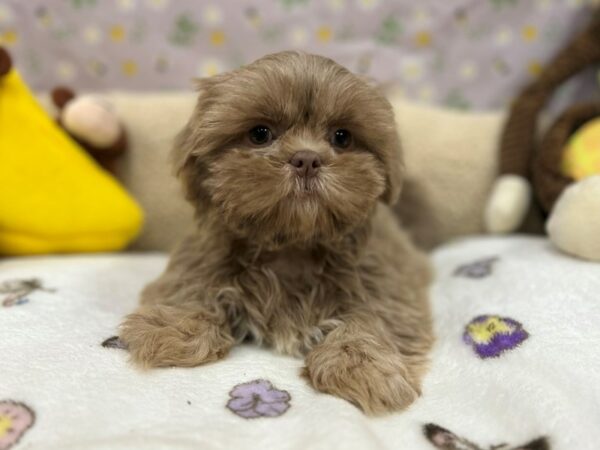 Shih Tzu-Dog-Female-Lilac-26614-Petland Phoenix, Arizona
