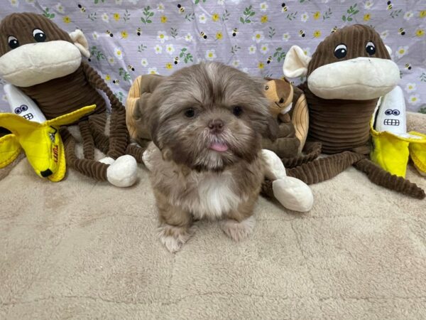 Shih Tzu-Dog-Male-Chocolate Gold-26678-Petland Phoenix, Arizona