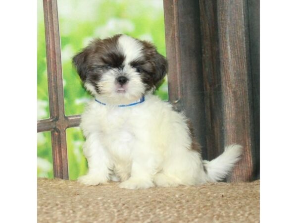 Shih Tzu-Dog-Female-White / Blue Fawn-26720-Petland Phoenix, Arizona