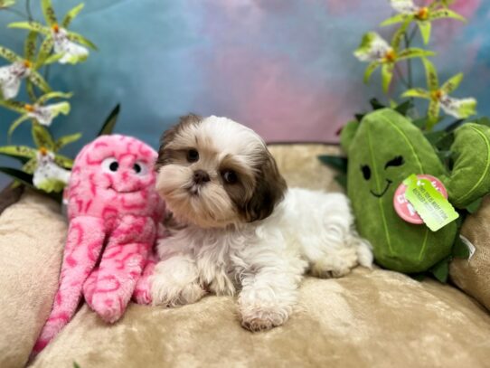 Shih Tzu-Dog-Female-White / Chocolate-26752-Petland Phoenix, Arizona